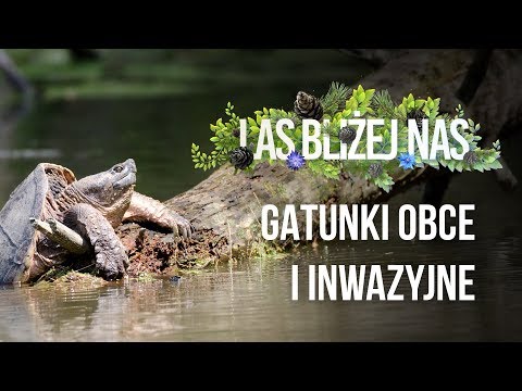 Las bliżej nas - Gatunki obce i inwazyjne