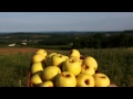 Golden Delicious Video HD