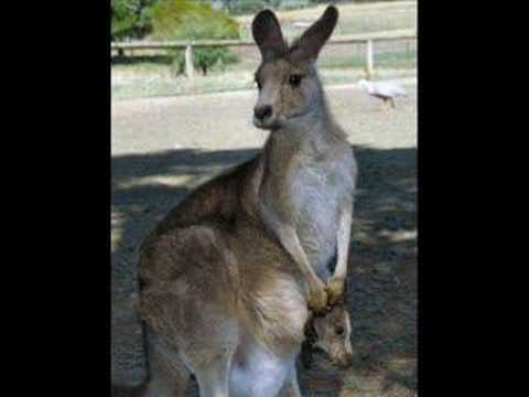 John Williamson Waltzing Matilda