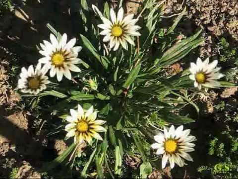 Chopin: Nocturne in E Minor, Op. 72 - Armando Sciascia Orchestra