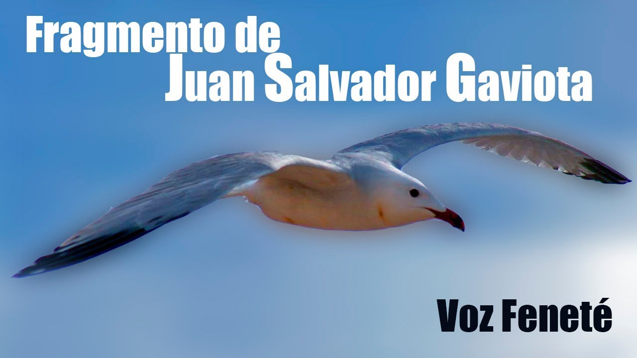 ¿Eres original o uno mas Juan Salvador Gaviota Fragmento Richard Bach by Feneté