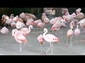 Flamingos LA Zoo Los Angeles California USA January 26 2023