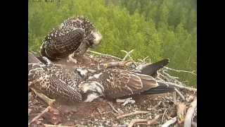 preview picture of video 'The third osprey chick is making his/hers first fledge'