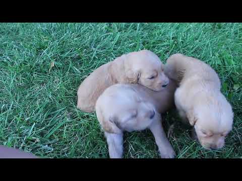 Kammy's girls 3 weeks