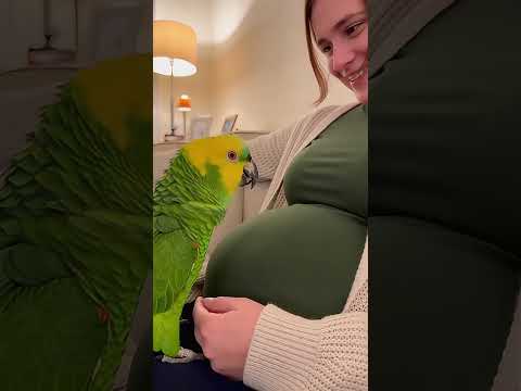 Loro descubre la barriga de su dueña y piensa que tendrá un “bebé loro” 😂🦜🤰