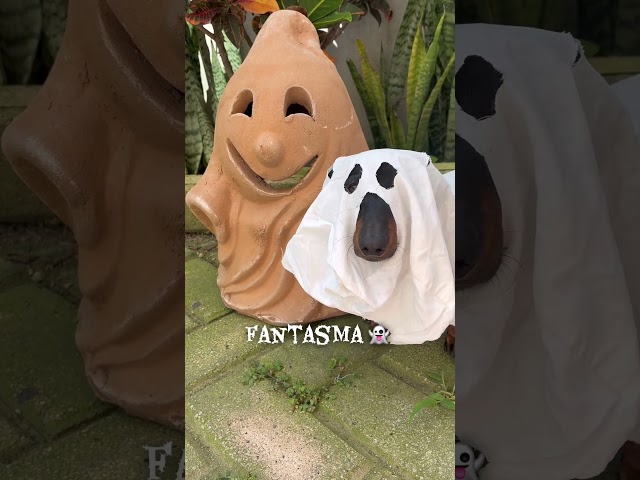 Vídeo relacionado con Scooby-Doo SCOOB Peluche Joven Super Perro 28cm Halloween Disfraz / Víspera de Todos los Santossuperhéroe Sentado con Capa - de la Nueva película 2020