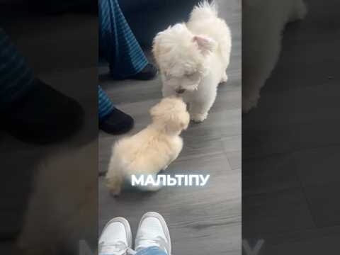 🐶ТОП-3 НАЙкращі породи собак! #shorts