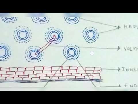 Inter 2nd year SYNAPTIC TRANSMISSION ZOOLOGY