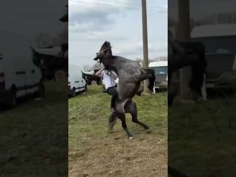 The best horses rider with blood in the facilitat #horse #horses