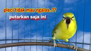 Download lagu Pleci Ngalas Nembak Memanggil Lawan | Pancingan Pleci Biar Ngalas | Pleci Gacor mp3 Download lagu Pleci Ngalas Nembak Memanggil Lawan | Pancingan Pleci Biar Ngalas | Pleci Gacor mp3