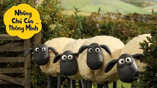 Download lagu Những Chú Cừu Thông Minh 🐑 🐑💡 Ý Tưởng Tuyệt Vời Của Shaun Tập đầy đủ mp3