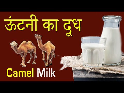 Amazing benefits of camel milk