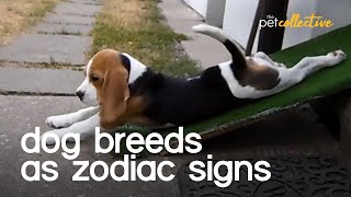 Dog Breeds As Zodiac Signs