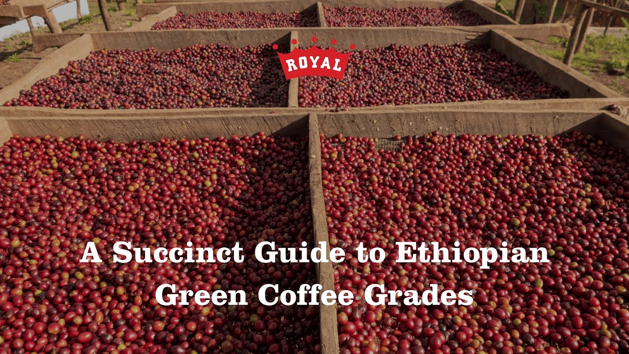 A Guide to Ethiopian Green Coffee Grades