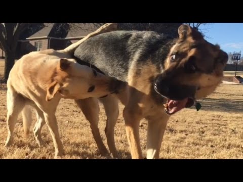 German Shepherd RUSHES Yellow Lab