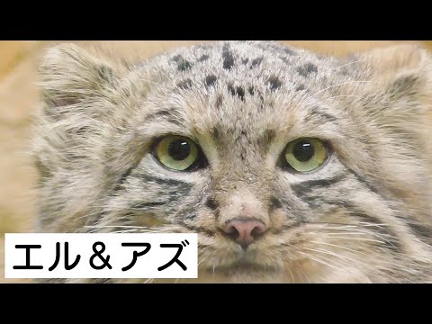 【日々、コマヌル成長日誌。～season2～-2019.10.20-】コマヌル絶賛公開中！