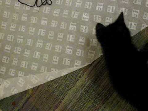 Catbook Movie: Rohini and Mouse