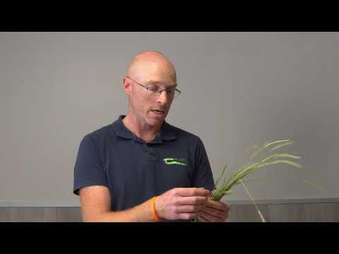 Grass Weed Identification Part 2 - Blackgrass (Alopecurus myosuroides)