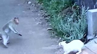 Monkey Vs Cat Caught on Camera