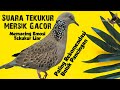 Suara Tekukur Mersik Gacor Paling Rekomendasi Untuk Pancingan Memikat