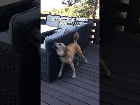 3 reasons Stanley is a bad dog.. #dog #yourdog #stanley