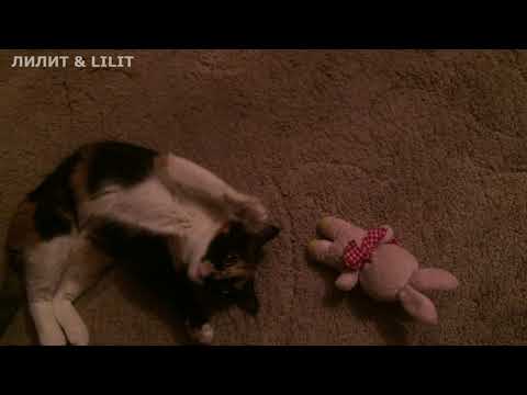 #кошки#оргазм Сегодня кошечка кайфует!!!;-)