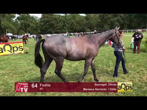 Show AQPS Lion 2017 : Lot 64 - Fodile