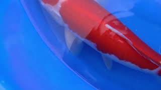 video van Maruten Kohaku KO-V23-03182