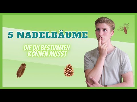 5 Conifers for Beginners to Identify | natural life education