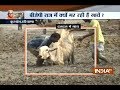Haryana Unavailability Of Fodder Kills 30 Cows At A Govt Cattle Shelter In Kurukshetra