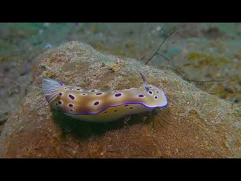 25 Nudibranch E - scuba diving video