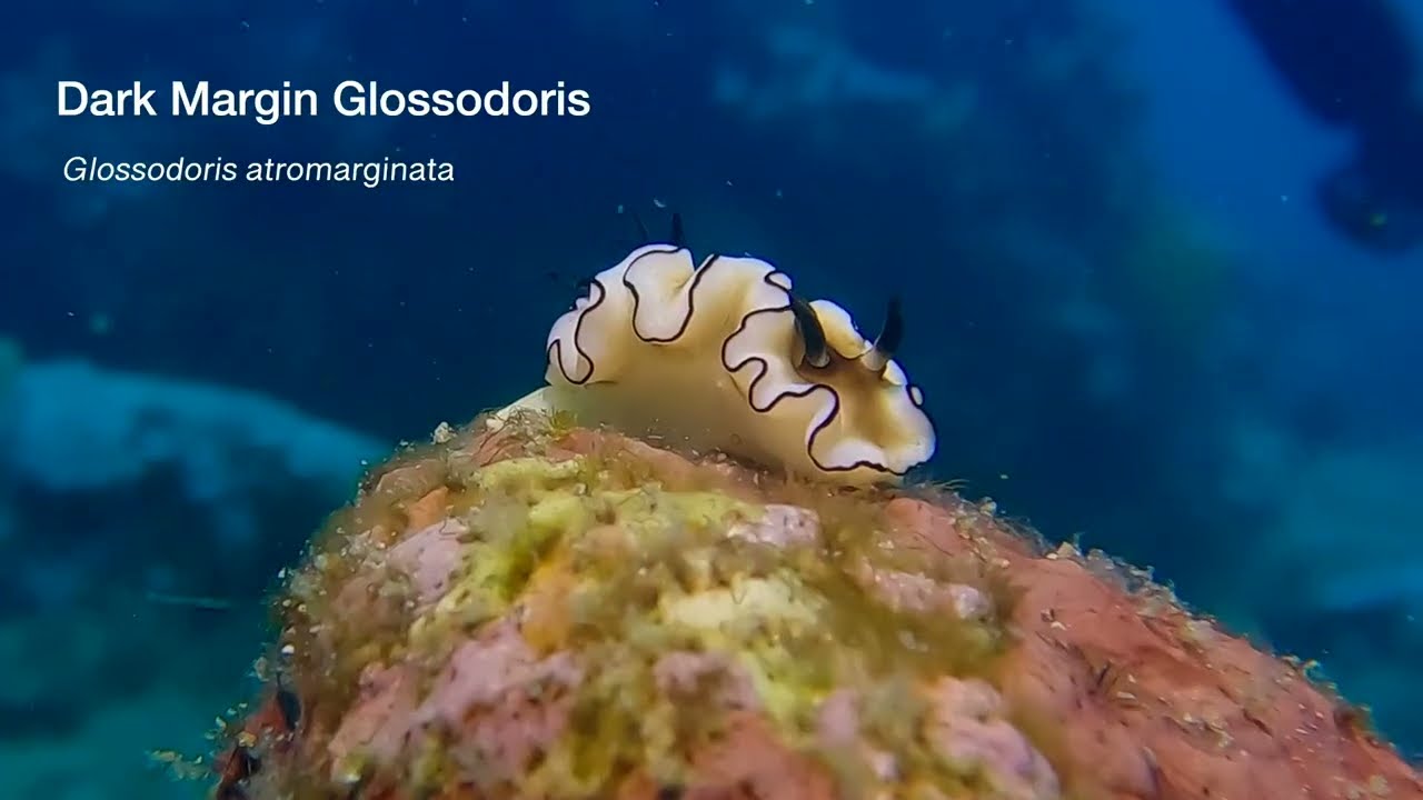 Fifth of 6 Tropical Pacific Nudibranch videos, genus and species.