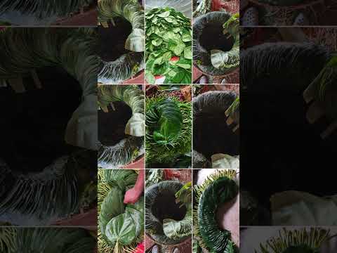 Betel Leaves