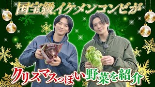【クリスマス】澤夏と八木勇征が彩り鮮やかなチコリを収穫！
