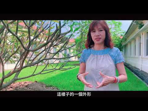 探索紅龍果旅程