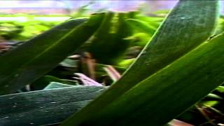 Stars Of The Lid - The Atomium, Pt 3