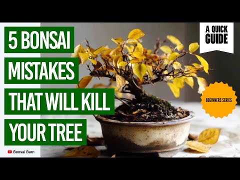 “5 Bonsai Mistakes That Will Kill Your Tree” : “Beginner Bonsai Care Tips”