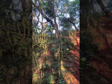 Trilha entre rios do oeste pr #trilhasradicais #dirtbike #offroad #enduro #gopro