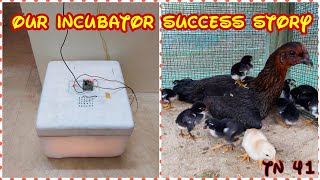 our incubators success story @ added incubator hatched chick&#39;s to parent hen!!!