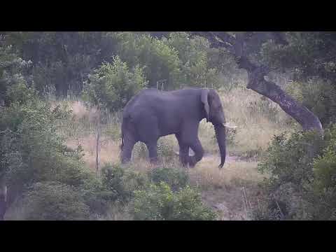 Djuma: Lone Elephant gets a quick drink - 05:50 - 03/21/20