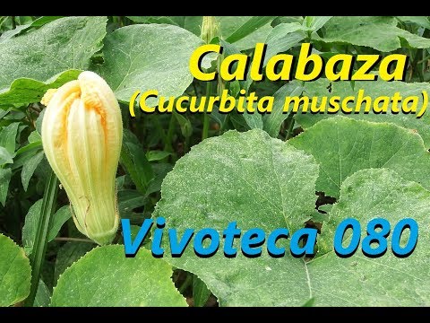 , title : 'Vivoteca 80 Calabaza Cucurbita moschata'