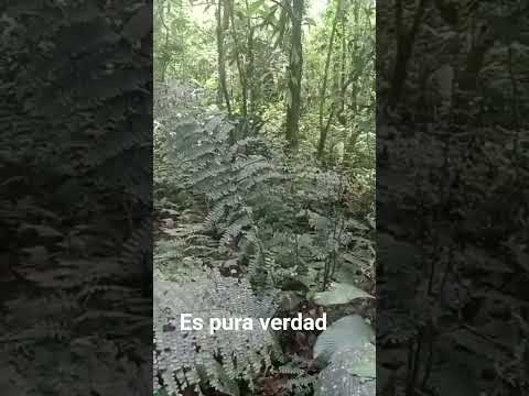 fantasma.. fue captada en la provincia de morona santiago
