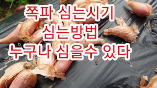 [텃밭관리] 김장용  쪽파 심는시기 그리고 방법