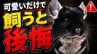 ペットショップが教えないチンチラ飼育の現実