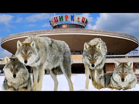 That's Why Wolves Don't Perform at the Circus !!!