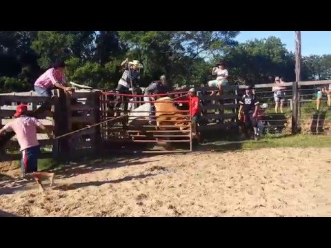 Montaria de boi em Pinhalão