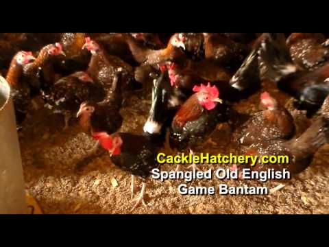 , title : 'Spangled Old English Game Bantam Chicken Breed (Breeder Flock) | Cackle Hatchery'