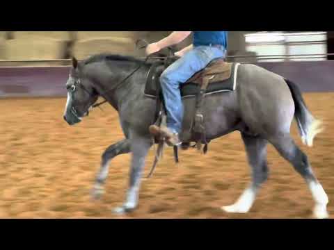 3 yo gray stallion by Playgun