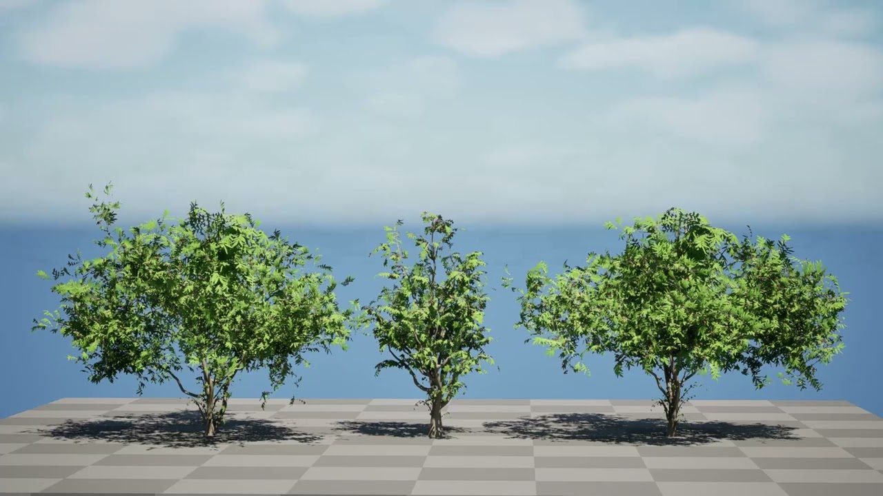 Pacchetto di susini selvatici sudafricani Modello 3D