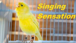 Download lagu Bakat Bernyanyi Luar Biasa dari Canary Timbrado Spanyol Asli mp3 Download lagu Bakat Bernyanyi Luar Biasa dari Canary Timbrado Spanyol Asli mp3